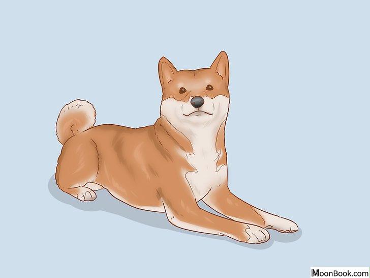 以Choose a Shiba Inu Puppy Step 8为标题的图片