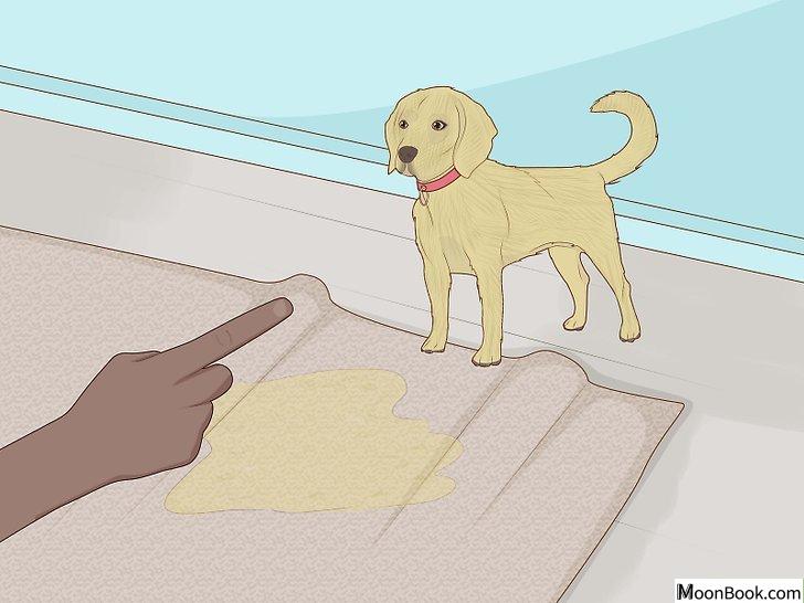 以Clean Pet Vomit from Carpet Step 15为标题的图片