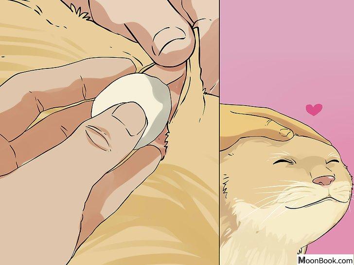 以Clean Your Cat