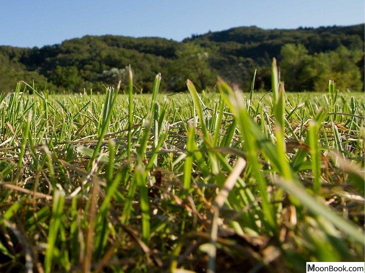 以Control Grassy Weeds Step 4为标题的图片