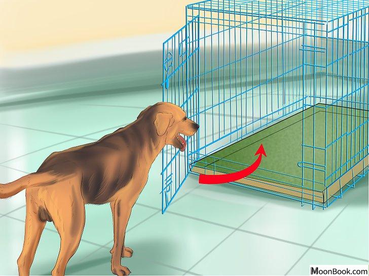 以Crate Train Your Dog or Puppy Step 21为标题的图片