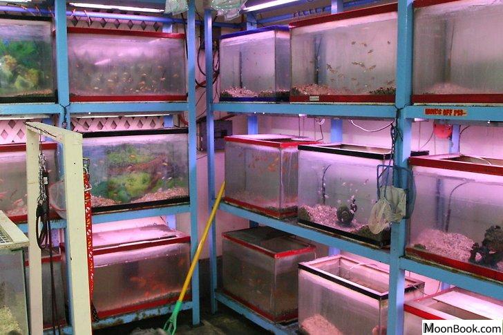 以Cycle a Fish Tank Step 2为标题的图片