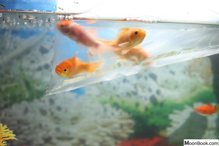 以Cycle a Fish Tank Step 4为标题的图片