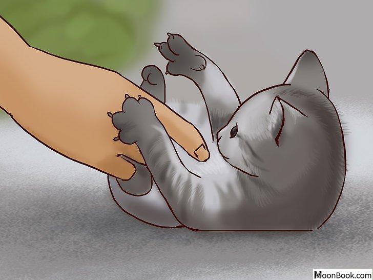 以Deal With a Cat Scratch Step 22为标题的图片