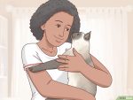 以Decide if a Siamese Cat Is Right for You Step 1为标题的图片