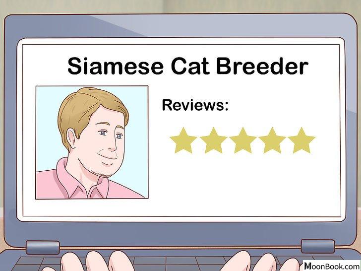 以Decide if a Siamese Cat Is Right for You Step 10为标题的图片