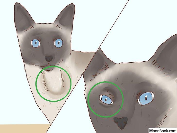 以Decide if a Siamese Cat Is Right for You Step 3为标题的图片