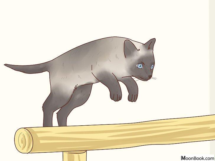 以Decide if a Siamese Cat Is Right for You Step 4为标题的图片