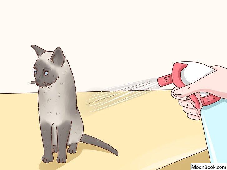 以Decide if a Siamese Cat Is Right for You Step 5为标题的图片