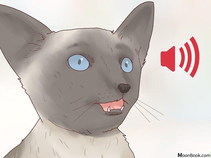 以Decide if a Siamese Cat Is Right for You Step 6为标题的图片