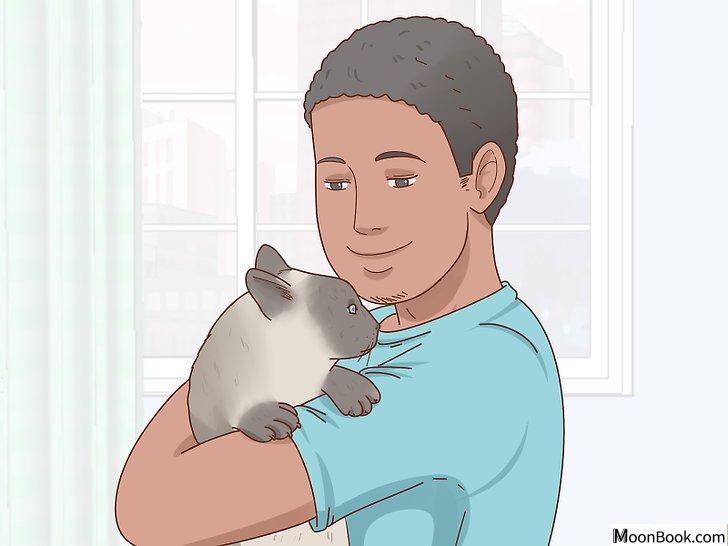 以Decide if a Siamese Cat Is Right for You Step 7为标题的图片