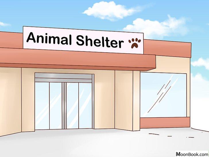 以Decide if a Siamese Cat Is Right for You Step 9为标题的图片