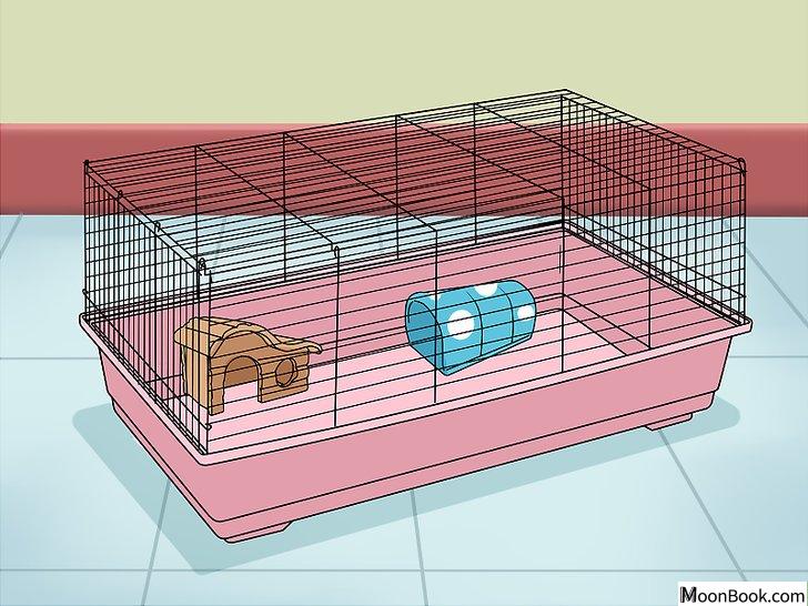 以Entertain Your Guinea Pig Step 5为标题的图片