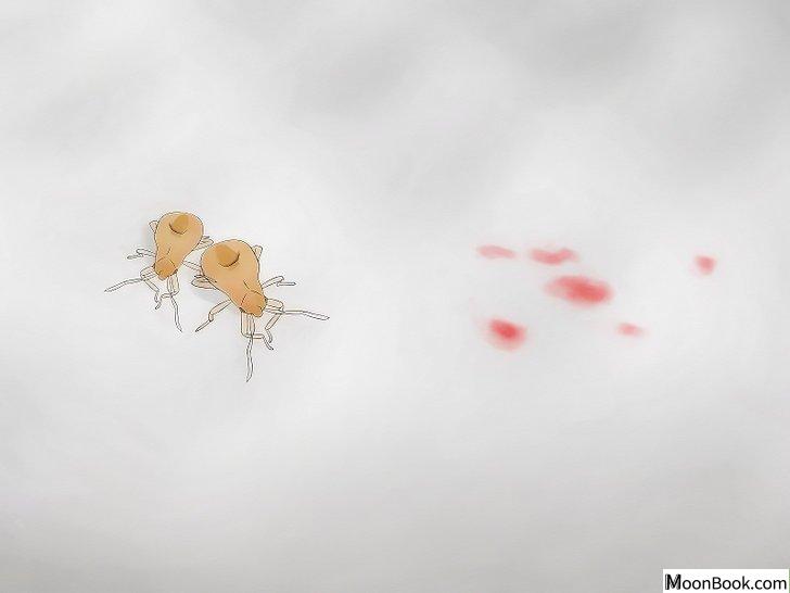 以Get Rid of Bed Bugs Step 2为标题的图片