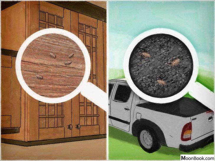 以Get Rid of Bed Bugs Step 25为标题的图片