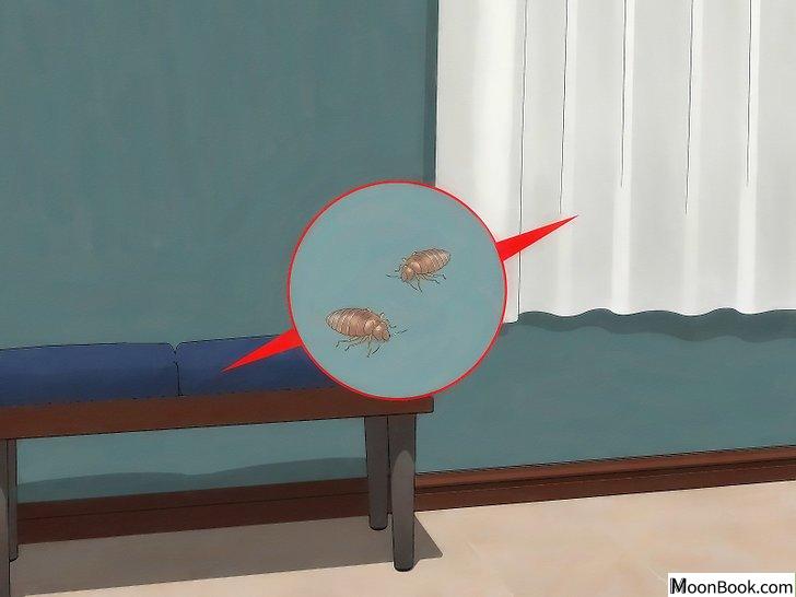 以Get Rid of Bed Bugs Step 3为标题的图片
