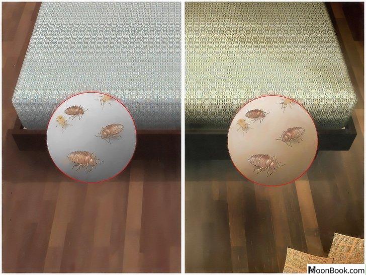 以Get Rid of Bed Bugs Step 4为标题的图片