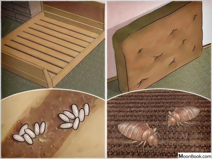 以Get Rid of Bed Bugs Step 5为标题的图片