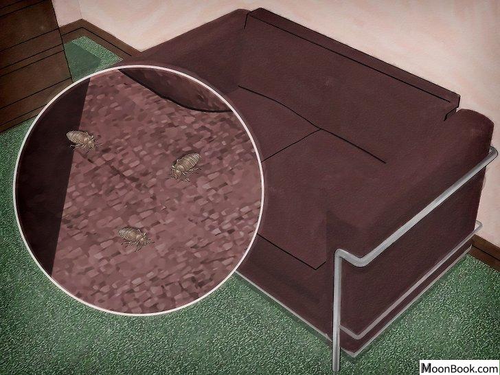以Get Rid of Bed Bugs Step 7为标题的图片