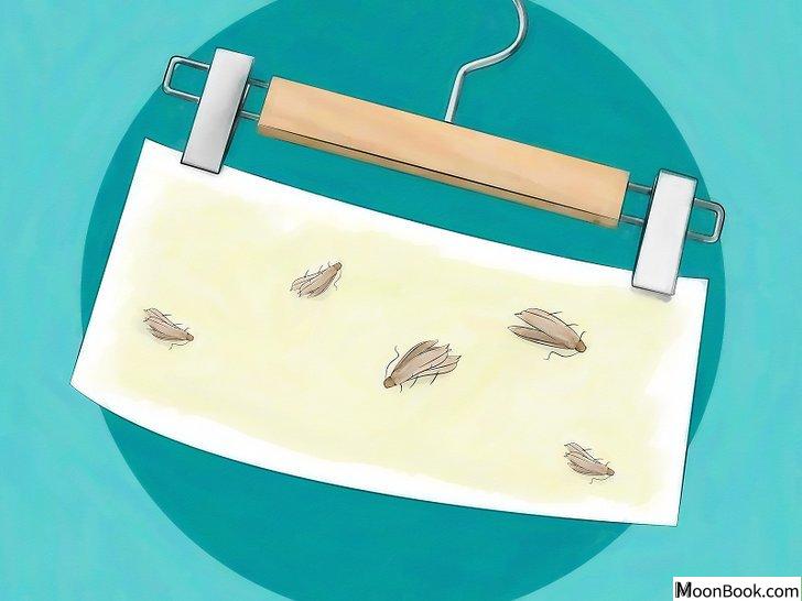 以Get Rid of Moths Step 2为标题的图片