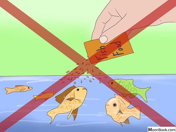以Get Rid of Snails in Aquarium Step 1为标题的图片