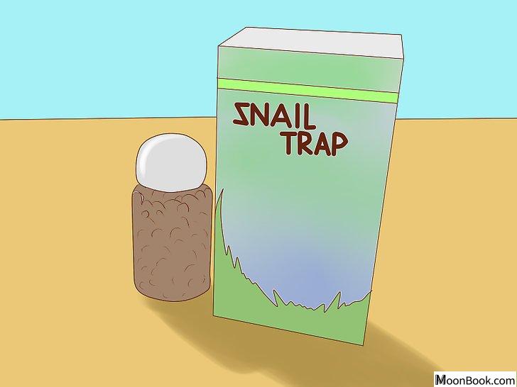 以Get Rid of Snails in Aquarium Step 3为标题的图片