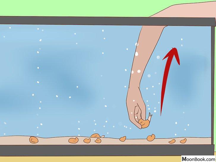 以Get Rid of Snails in Aquarium Step 5为标题的图片