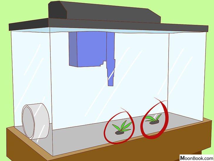 以Get Rid of Snails in Aquarium Step 8为标题的图片