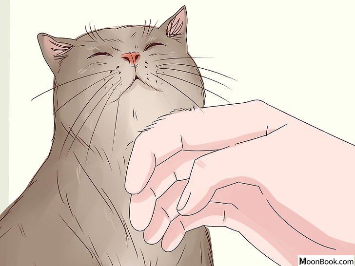 以Get Your Cat to Like You Step 10为标题的图片