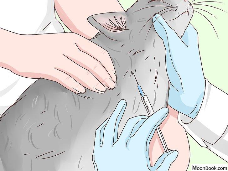 以Get Your Cat to Like You Step 5为标题的图片