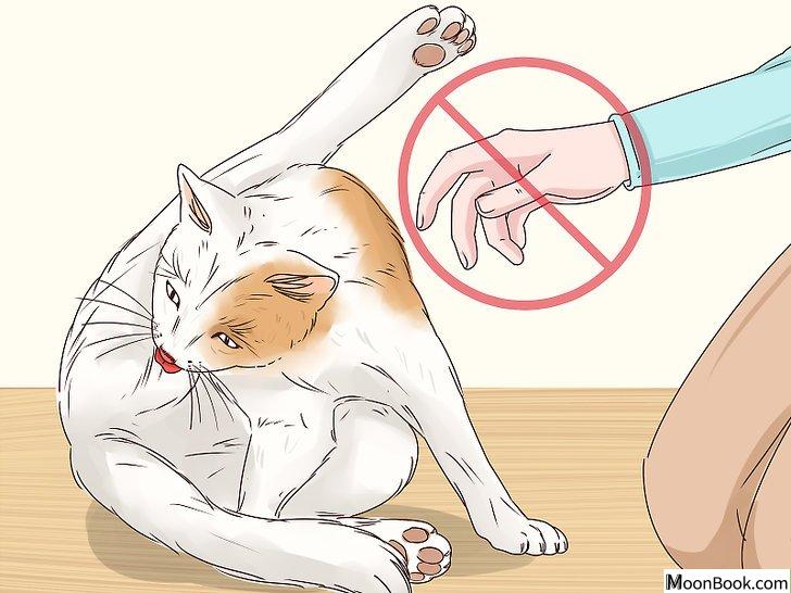 以Get Your Cat to Like You Step 6为标题的图片