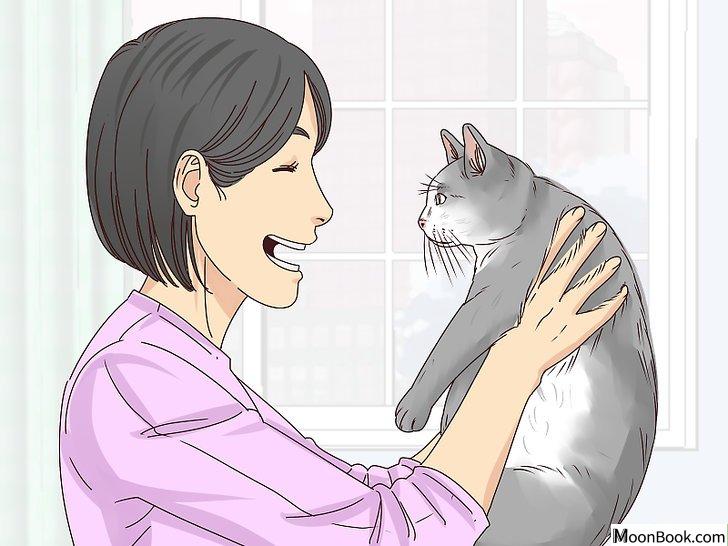 以Get Your Cat to Like You Step 7为标题的图片