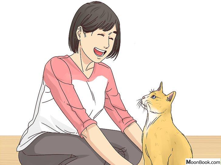 以Get Your Cat to Like You Step 9为标题的图片