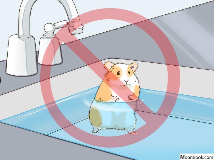 以Give Your Hamster a Bath Step 1为标题的图片