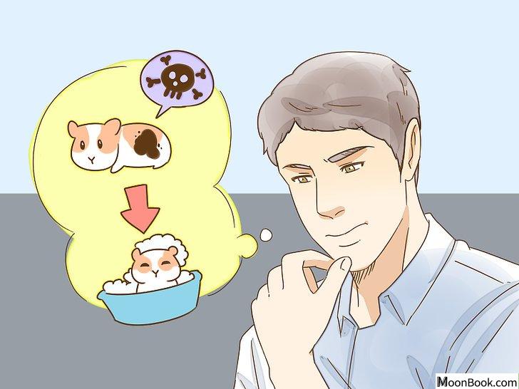 以Give Your Hamster a Bath Step 10为标题的图片