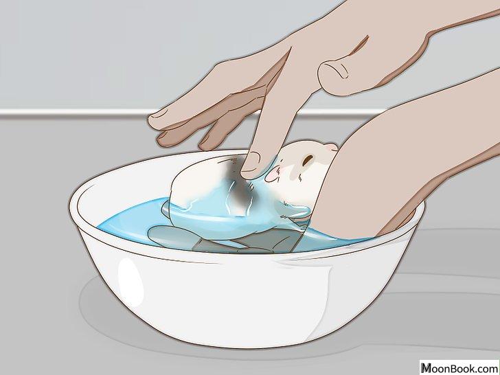 以Give Your Hamster a Bath Step 12为标题的图片