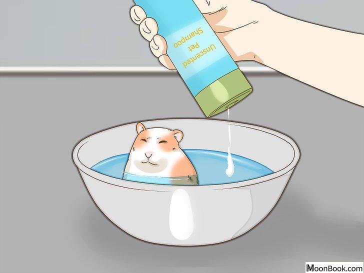 以Give Your Hamster a Bath Step 13为标题的图片