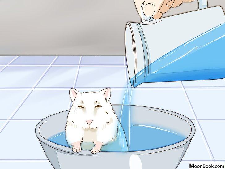 以Give Your Hamster a Bath Step 14为标题的图片