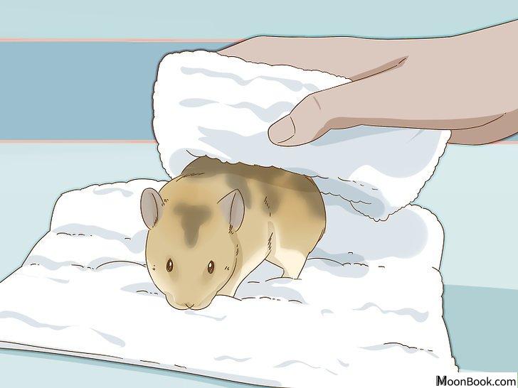 以Give Your Hamster a Bath Step 15为标题的图片