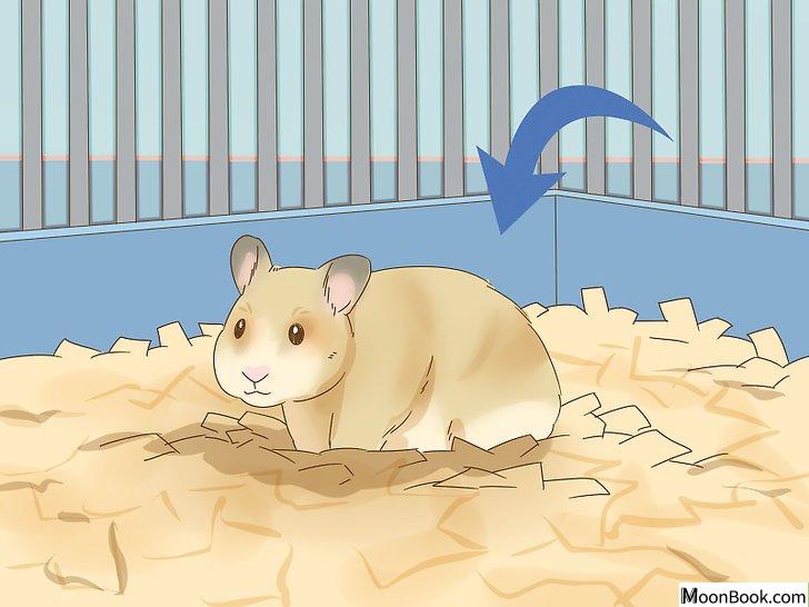以Give Your Hamster a Bath Step 16为标题的图片