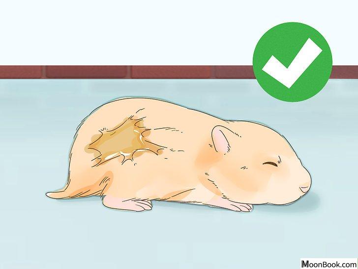 以Give Your Hamster a Bath Step 3为标题的图片
