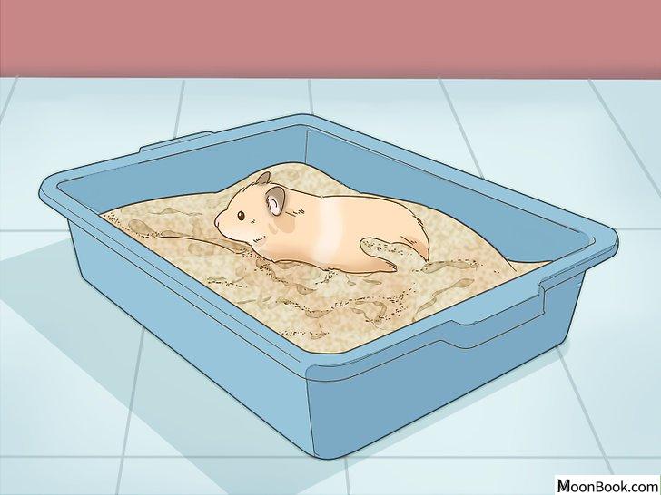 以Give Your Hamster a Bath Step 4为标题的图片