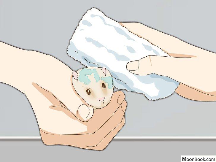 以Give Your Hamster a Bath Step 8为标题的图片