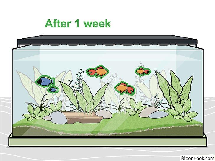 以Grow Freshwater Aquarium Plants Step 11为标题的图片