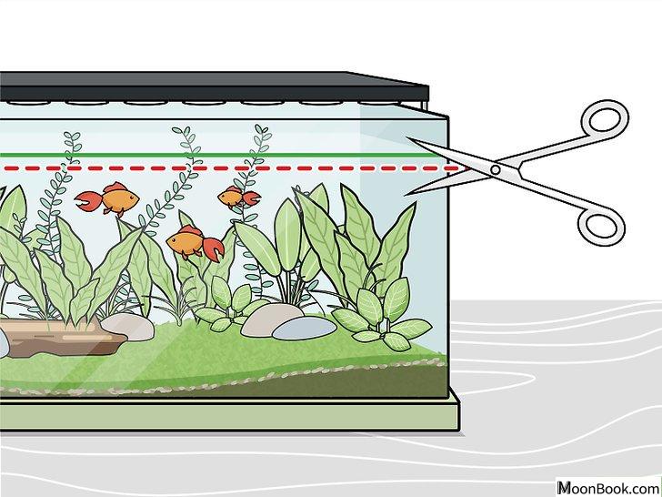 以Grow Freshwater Aquarium Plants Step 12为标题的图片