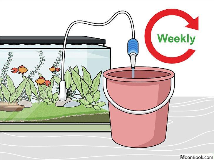 以Grow Freshwater Aquarium Plants Step 13为标题的图片