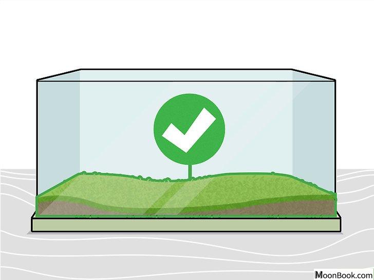 以Grow Freshwater Aquarium Plants Step 2为标题的图片
