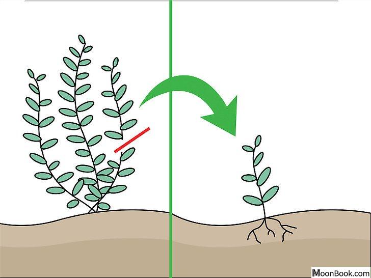 以Grow Freshwater Aquarium Plants Step 4为标题的图片