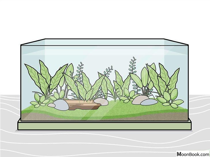 以Grow Freshwater Aquarium Plants Step 5为标题的图片