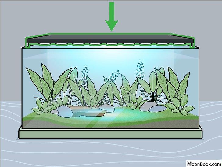 以Grow Freshwater Aquarium Plants Step 6为标题的图片